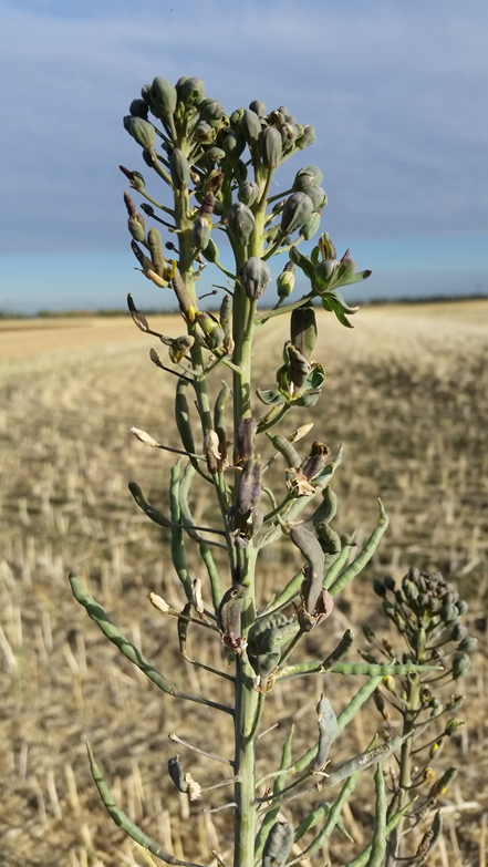 AY-Canola